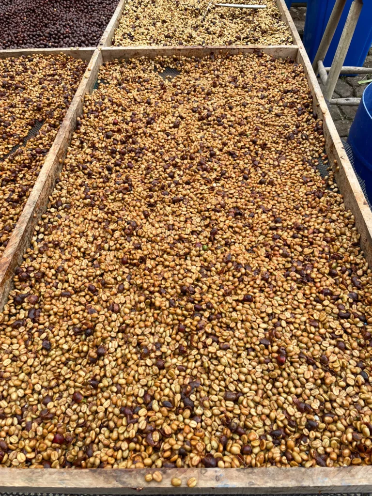 Elige tu Café de Frailes