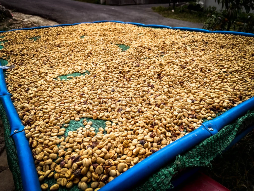 “Café de Altura Hecho en Frailes” Origen, conciencia, propósito.